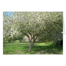 Apple Tree in Bloom
