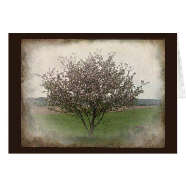 Apple Tree in Bloom (Voorkant Horizontaal)