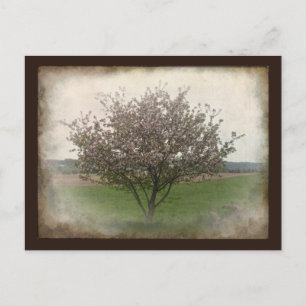 Apple Tree in Bloom Briefkaart