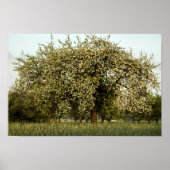 Apple tree in bloom poster (Voorkant)