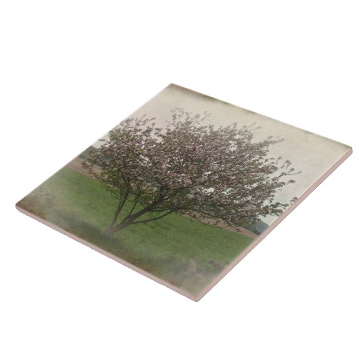 Apple Tree in Bloom Tegeltje (Zijkant)