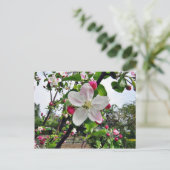 Apple Tree in Blossom Briefkaart (Staand voorkant)