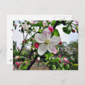 Apple Tree in Blossom Briefkaart (Voorkant / Achterkant)