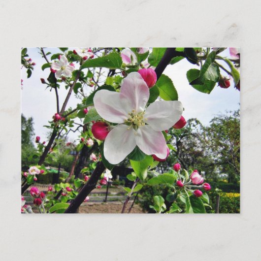 Apple Tree in Blossom Briefkaart (Voorkant)