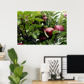 Apple Tree l Poster (Thuiskantoor)