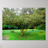 Apple Tree Poster (Voorkant)
