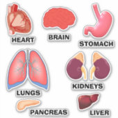 Apprendre Anatomie Éducative Accueil Sticker Ensem (Devant)