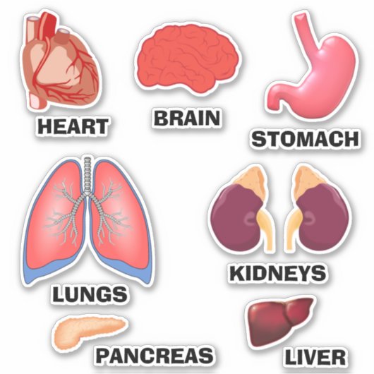 Apprendre Anatomie Éducative Accueil Sticker Ensem (Devant)