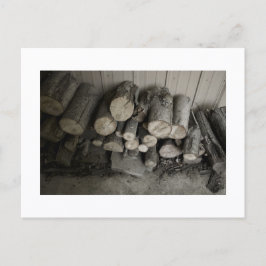 Approachable Wolf Post Card Print Briefkaart