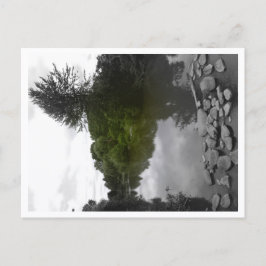 Approachable Wolf Post Card Print Briefkaart