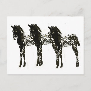 Appy Colts Briefkaart