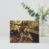 Après que l'Amour est parti.. Carte postale (Debout devant)