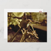 Après que l'Amour est parti.. Carte postale (Devant / Derrière)