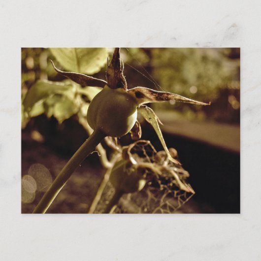 Après que l'Amour est parti.. Carte postale (Devant)