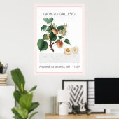 Apricot, affiche Vintage illustrée (Bureau à domicile)