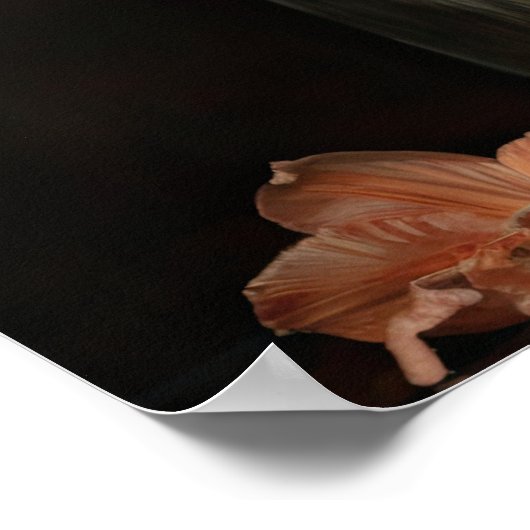 Apricot Amaryllis Fleurs Art Imprimer Poster (Coin)