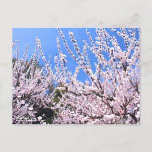 Apricot : Carte postale