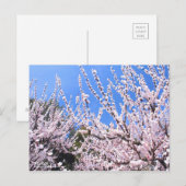 Apricot : Carte postale (Devant / Derrière)