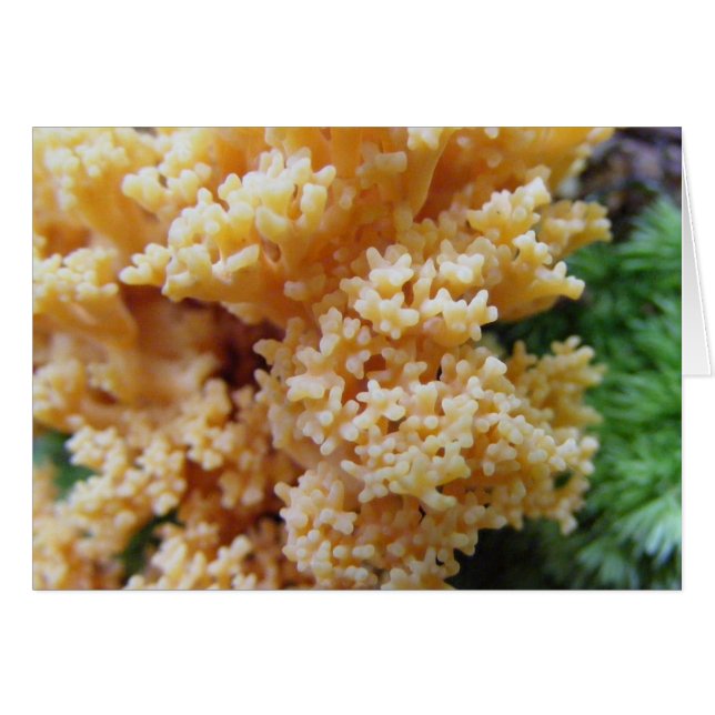 Apricot Corail Fungi (Devant horizontal)