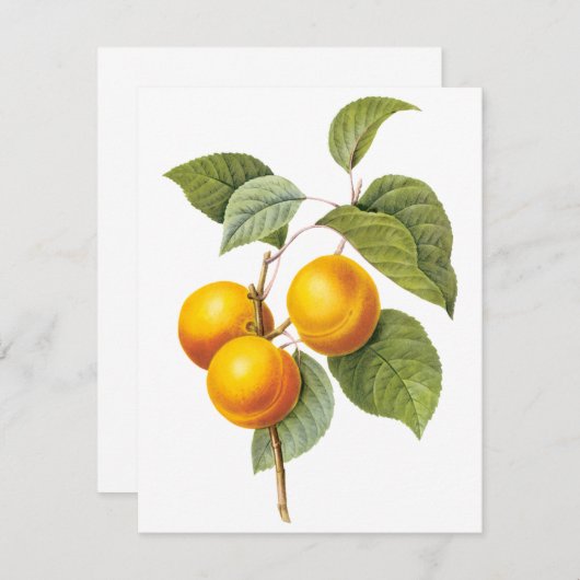 Apricot Peach par Pierre Redoute Invitation (Devant / Derrière)