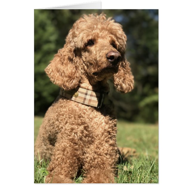 Apricot Poodle Customizable (Devant)