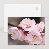 Apricot:Postcard Briefkaart (Voorkant / Achterkant)