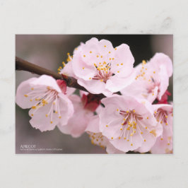 Apricot：Postcard Briefkaart