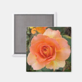 Apricot Rose Magnet Carré (Recto/Verso)