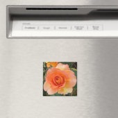 Apricot Rose Magnet Carré (In Situ (Lave-vaisselle))
