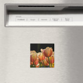 Apricot Tulip Magnet (In Situ (Lave-vaisselle))