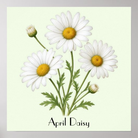 April Daisy Flowers Poster (Voorkant)