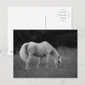 April de Arabier Briefkaart (Voorkant / Achterkant)