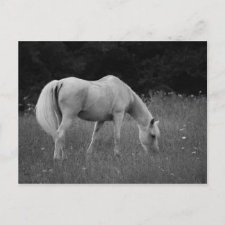 April de Arabier Briefkaart