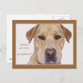 April doms day grappige Labrador Briefkaart (Voorkant / Achterkant)