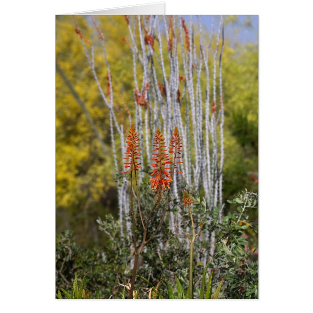 April in de woestijn van Arizona (Voorkant)