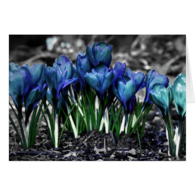 Aqua Blue Crocus Blooms (Devant horizontal)