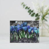 Aqua Blue Crocus Blooms Briefkaart (Staand voorkant)