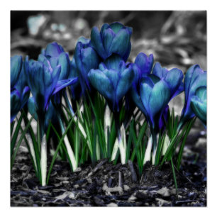 Aqua Blue Crocus Blooms Perfect Poster