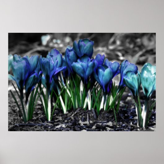 Aqua Blue Crocus Blooms Poster (Voorkant)
