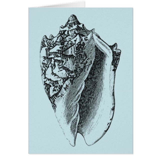Aqua Conch Shell (Voorkant)