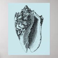 Aqua Conch Shell