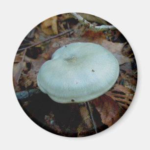 Aqua Mushroom Magnet Magneet