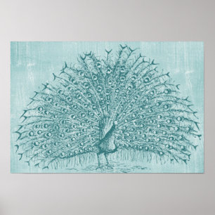 Aqua Peacock Poster