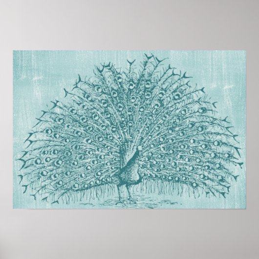 Aqua Peacock Poster (Voorkant)