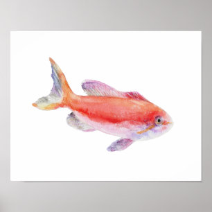Aquarel Carberryi Anthias Vis Poster
