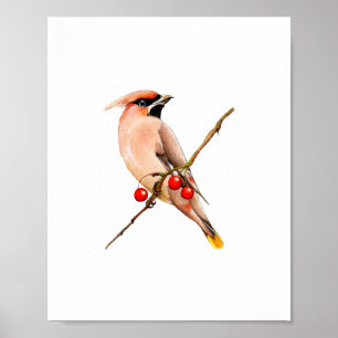 Aquarel Cederpestvogel Schilderij Poster