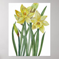 Aquarel Gele Narcissen Botanische Illustratie