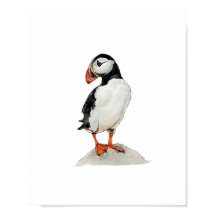 Aquarel Papegaaiduiker Schilderij