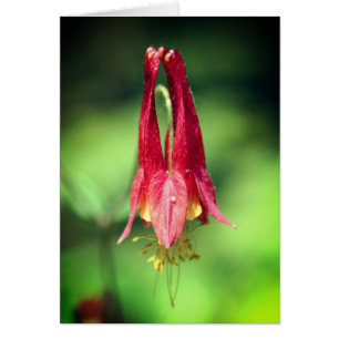 Aquarelkaart Columbine Bloem