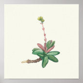 Aquarelle Antique Botanique Affiche d'impression (Devant)
